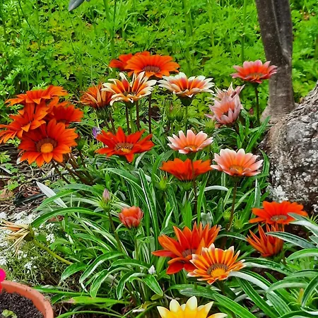 Appartement By The Sea Luka Dubrava, Peljesac - 21647