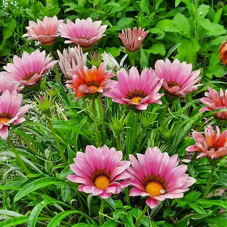 Appartement By The Sea Luka Dubrava, Peljesac - 21647 Janjina